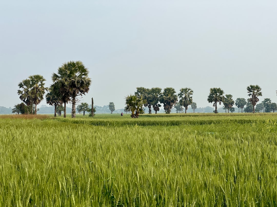 Photo south indian saree